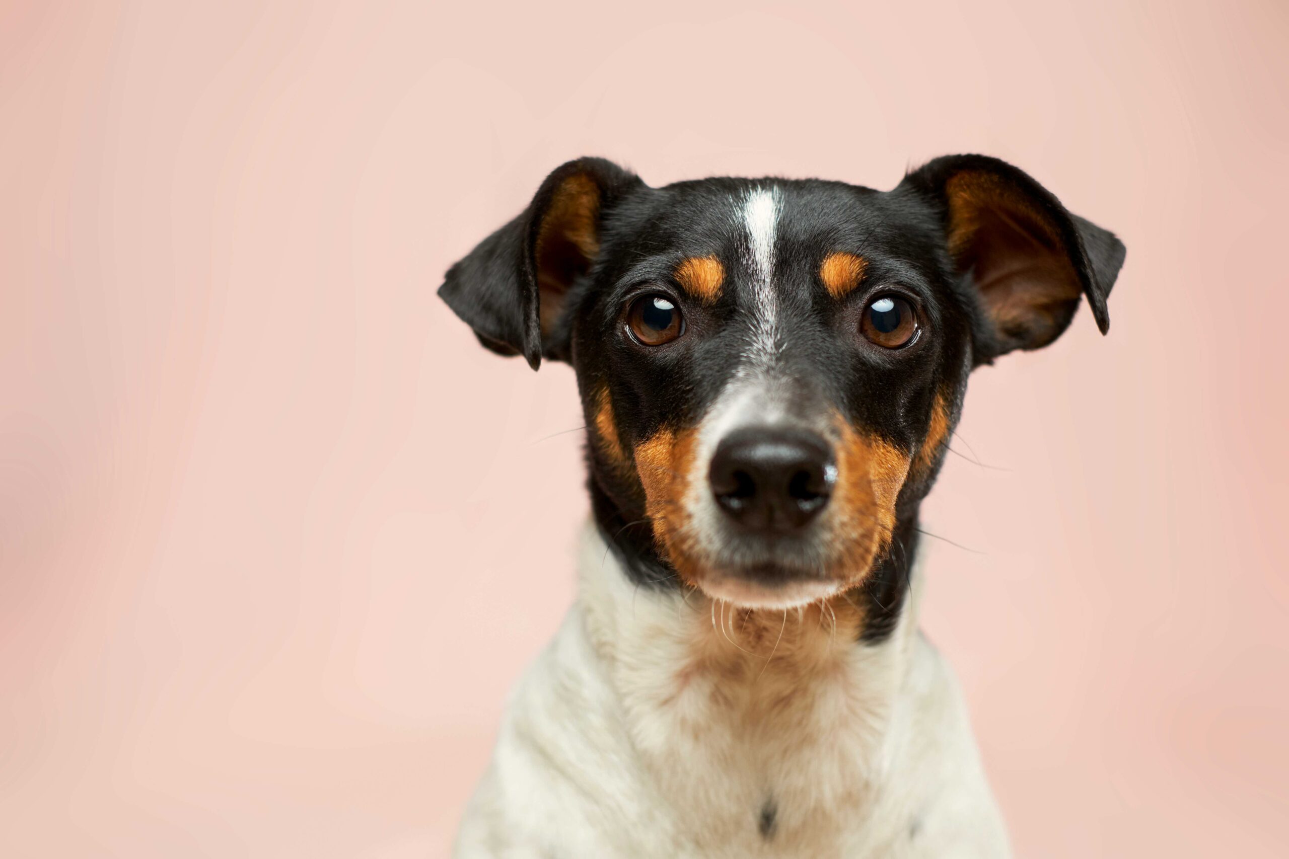 Beste tispetruser til hund i 2026 – stor test og sammenligning