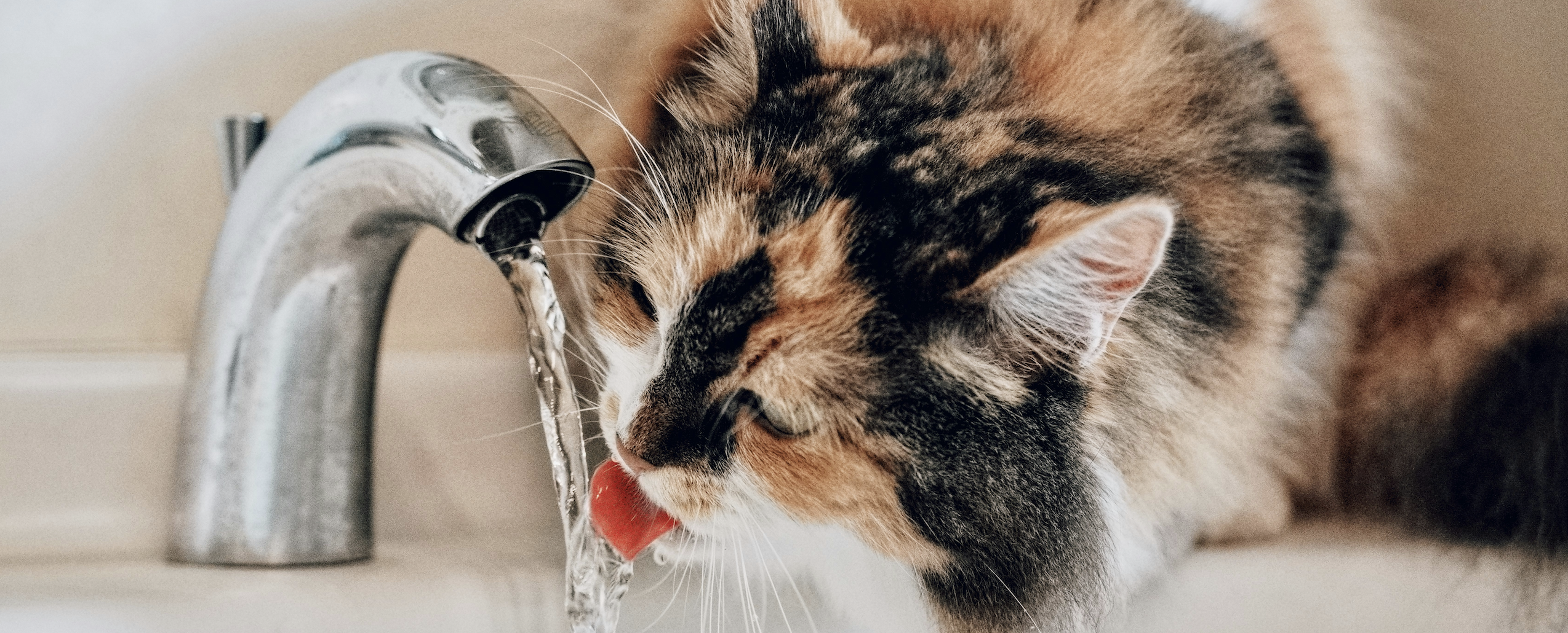 Beste vannfontene til katt 2026 – test av 5 topp drikkefontener